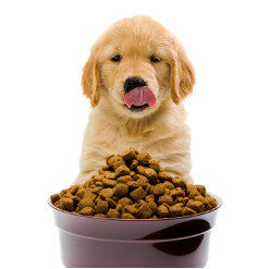 Dog Foods